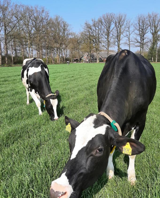 Hoeve De Laan Woudenberg Eksteriør billede
